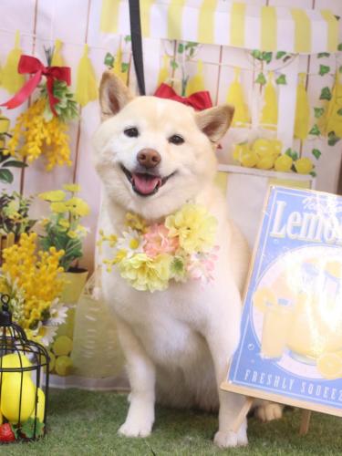 20240411メイちゃん